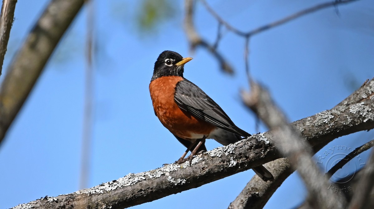 American Robin - Raymond Paris