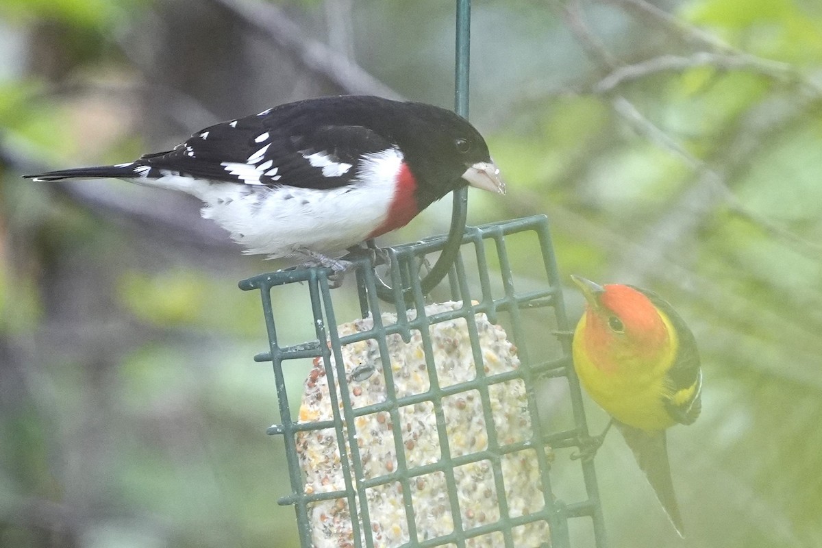 Rose-breasted Grosbeak - Meg Peterson