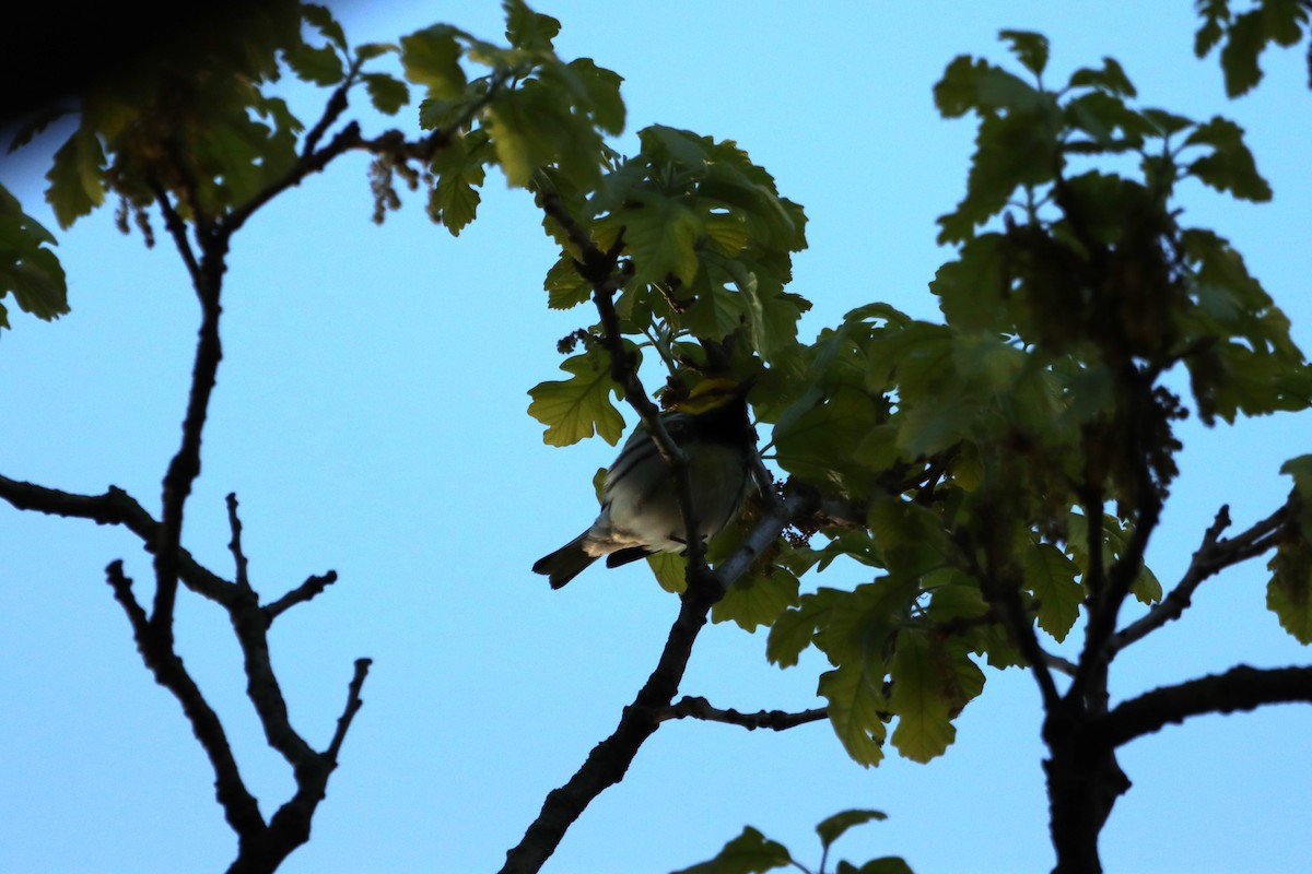 Black-throated Green Warbler - Ed Hogg