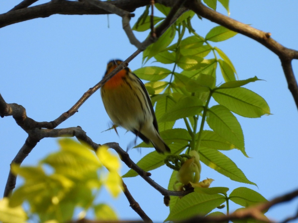 Blackburnian Warbler - Cliff Dekdebrun