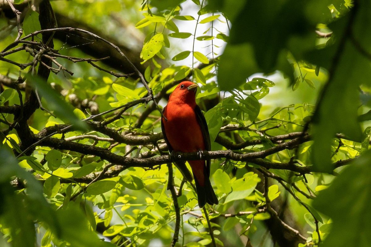 Scarlet Tanager - Will Krohn