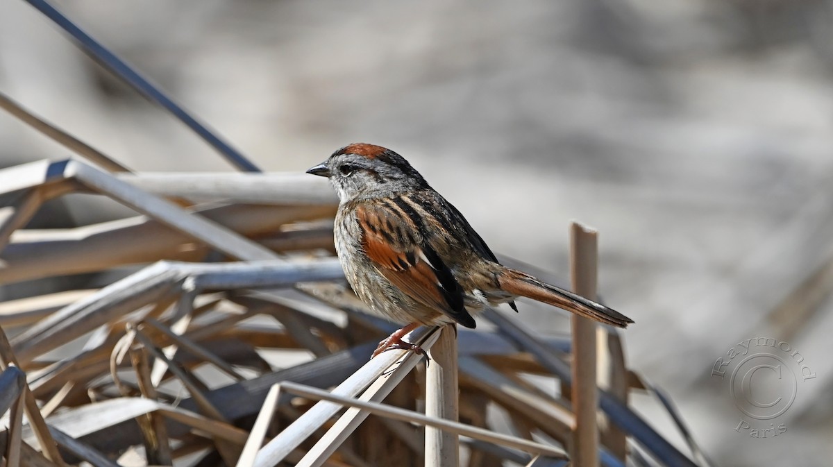 Swamp Sparrow - Raymond Paris