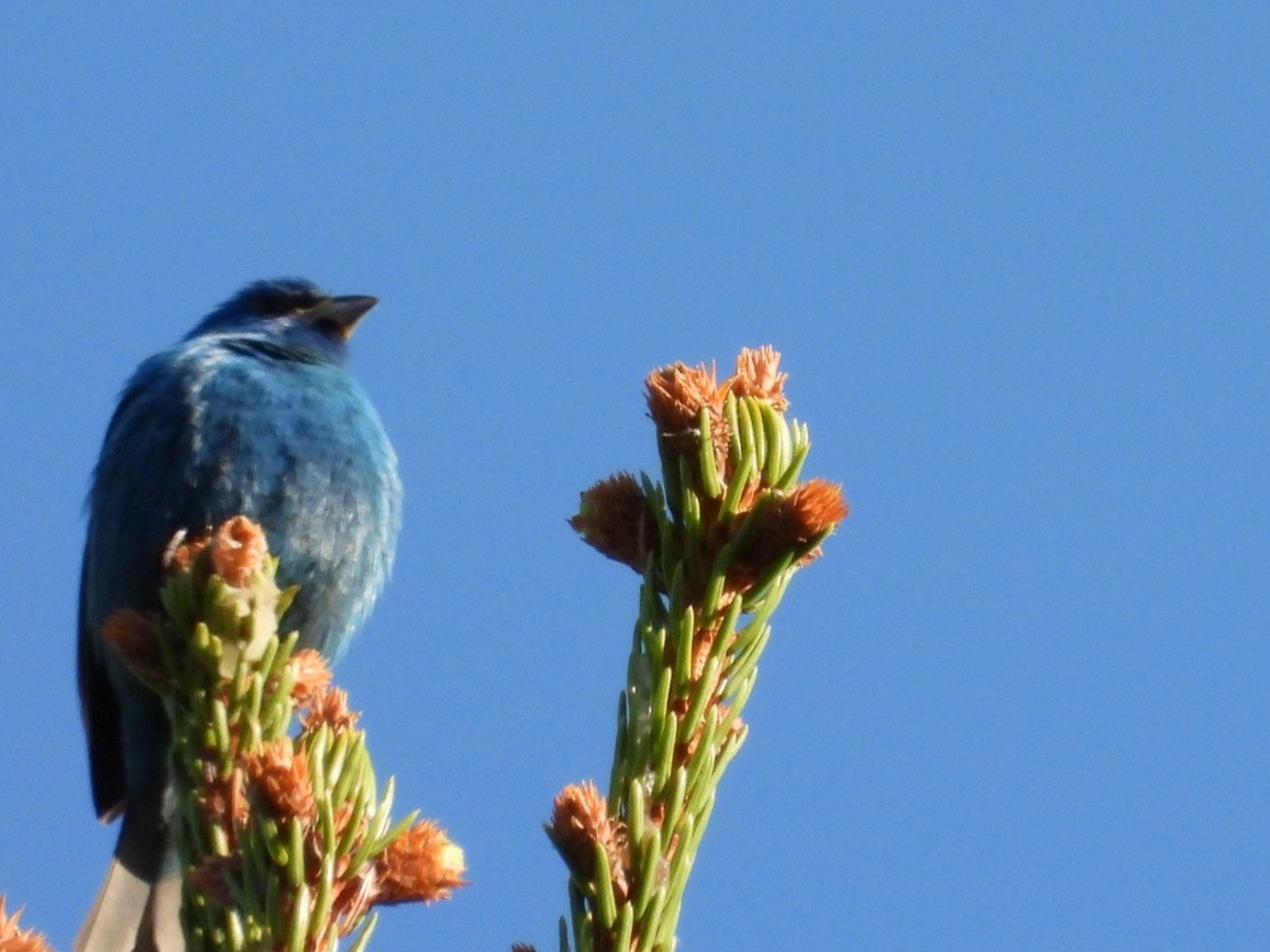 Indigo Bunting - Cliff Dekdebrun