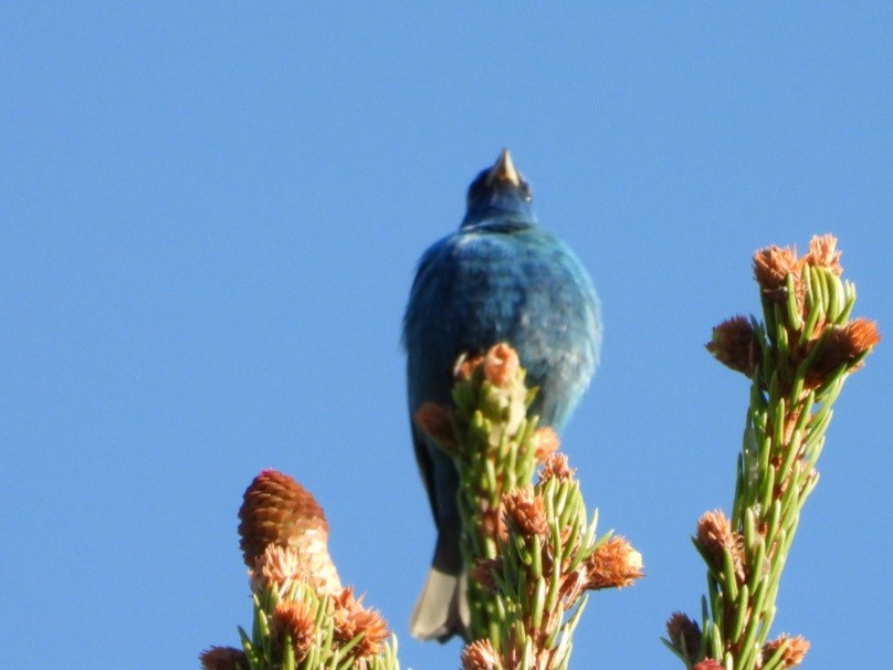 Indigo Bunting - Cliff Dekdebrun