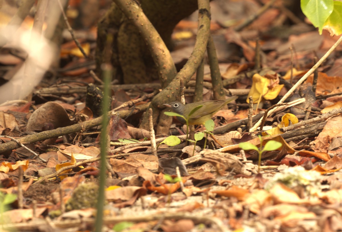 Connecticut Warbler - ML618830053