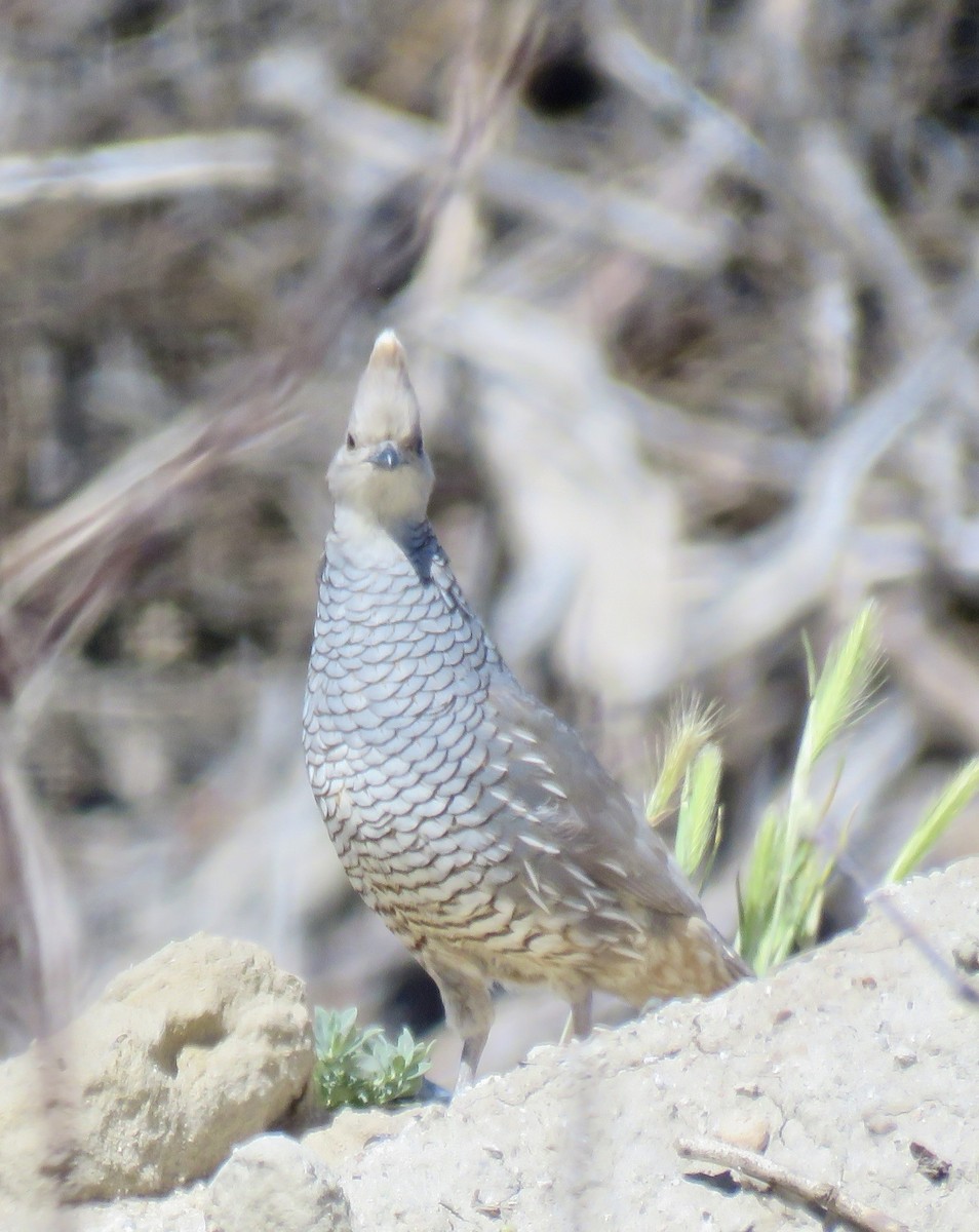 Scaled Quail - Jennifer Cole