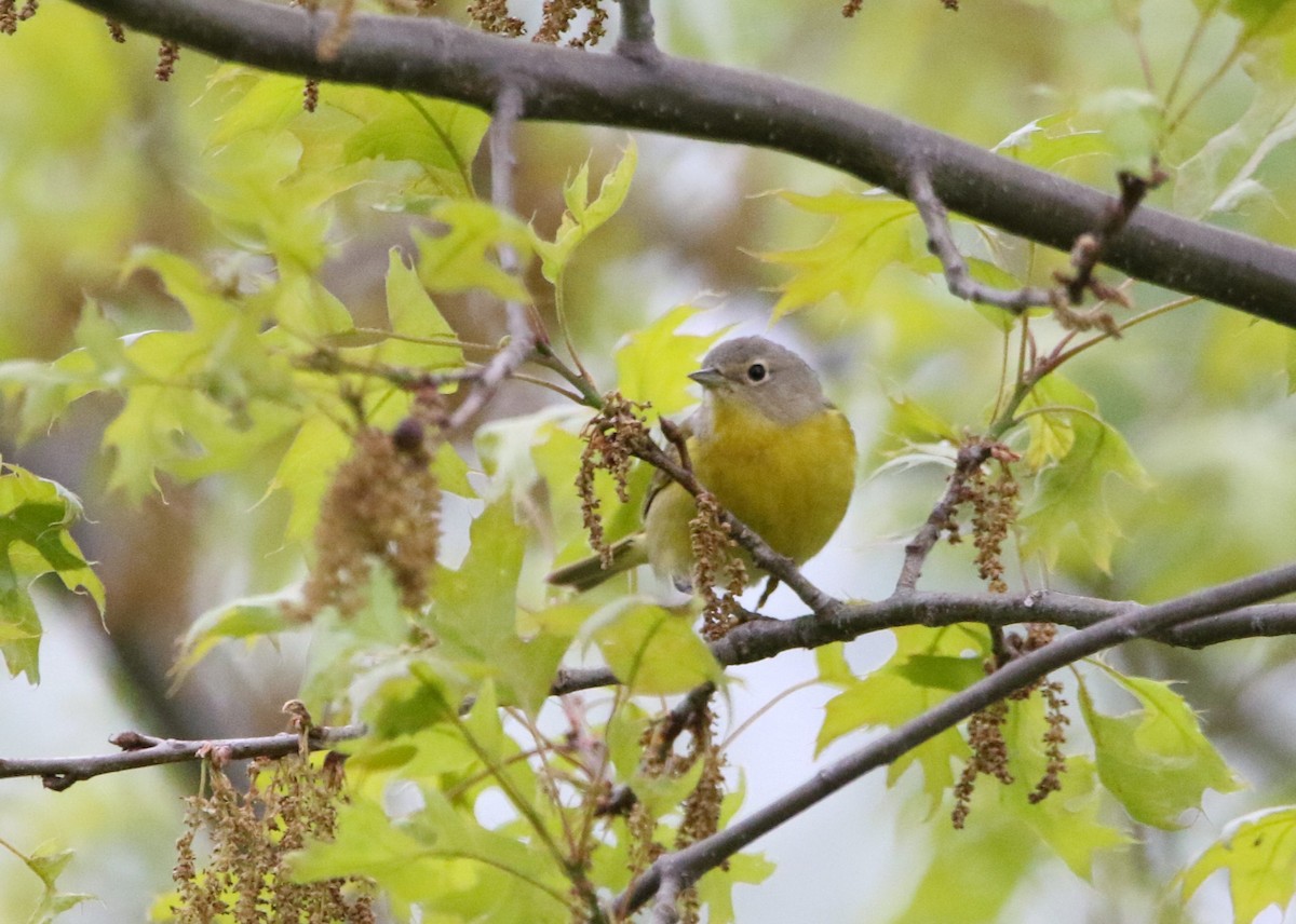 Nashville Warbler - Marie-Josee D'Amour