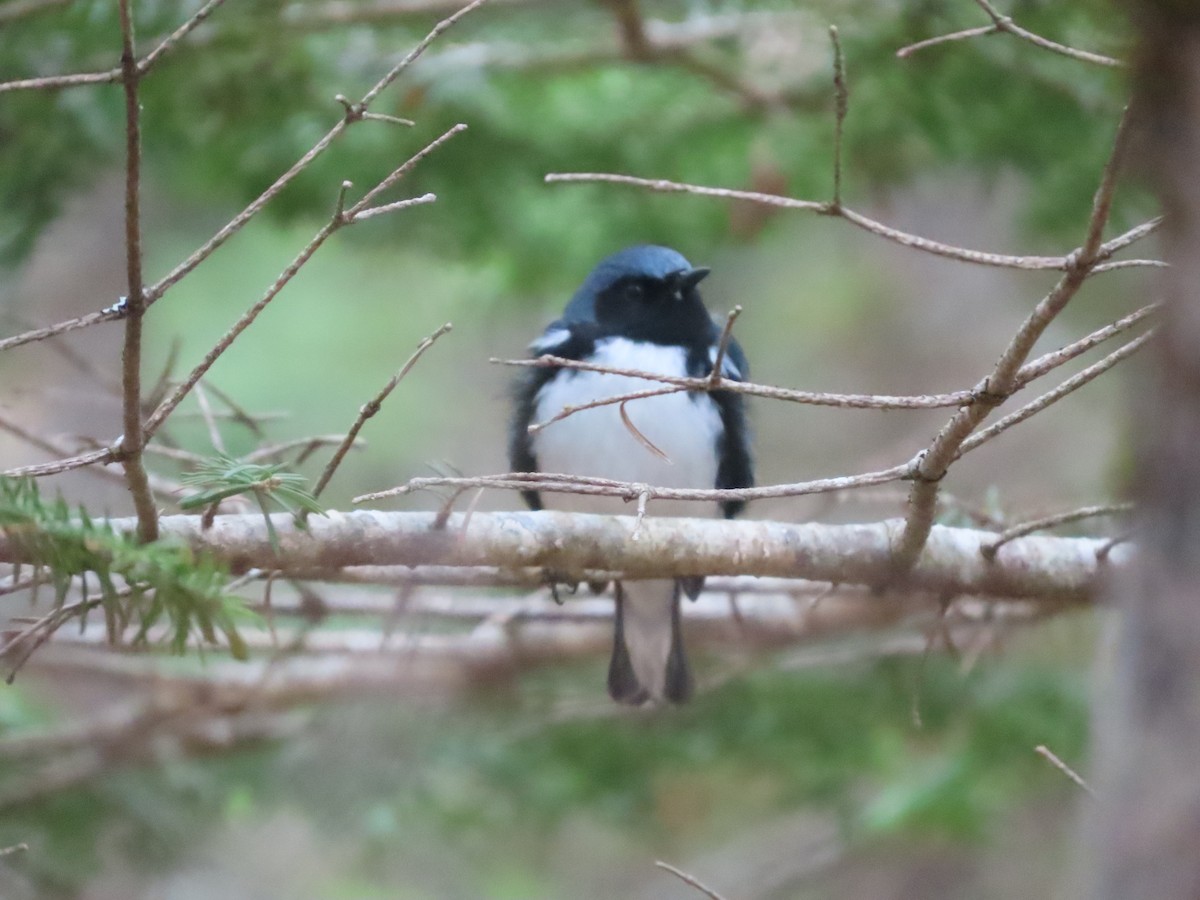 Black-throated Blue Warbler - ML618830064