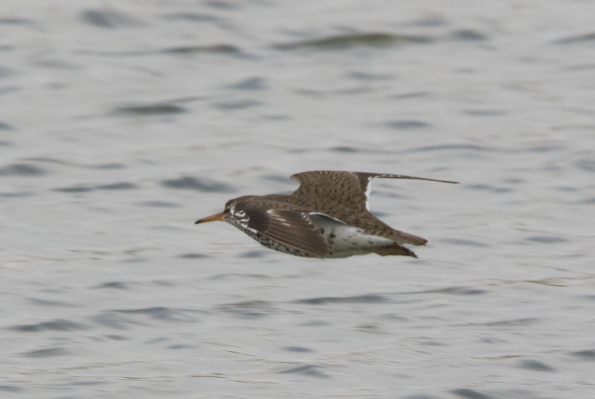 Spotted Sandpiper - Learning Landon