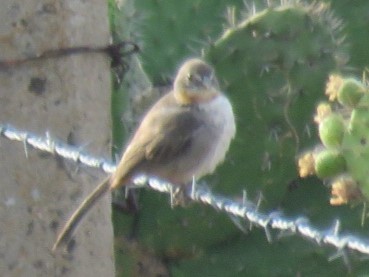 White-throated Towhee - ML618830069