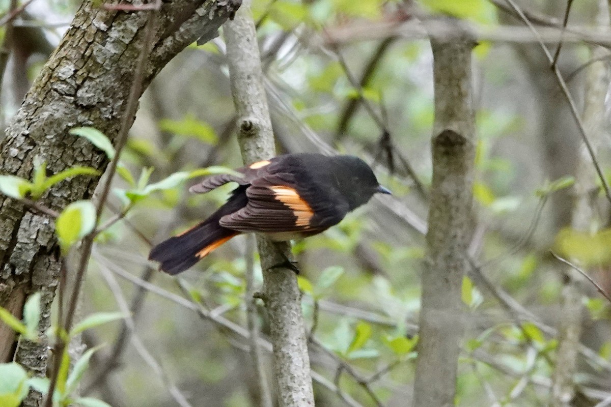 American Redstart - Vincent Létourneau