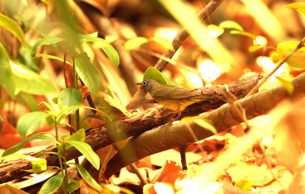 Connecticut Warbler - Chuck Weber