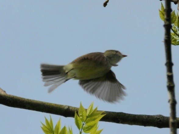 Least Flycatcher - Cliff Dekdebrun