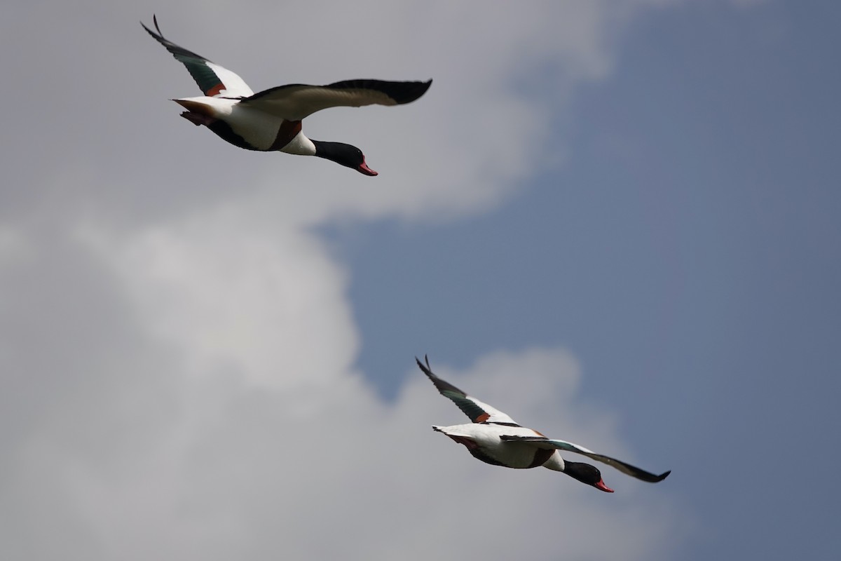 Common Shelduck - Karin Karmann