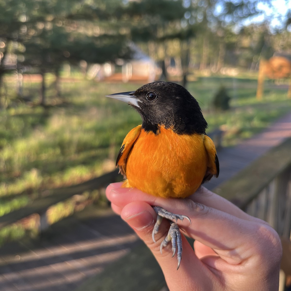 Baltimore Oriole - Jonah Tamez