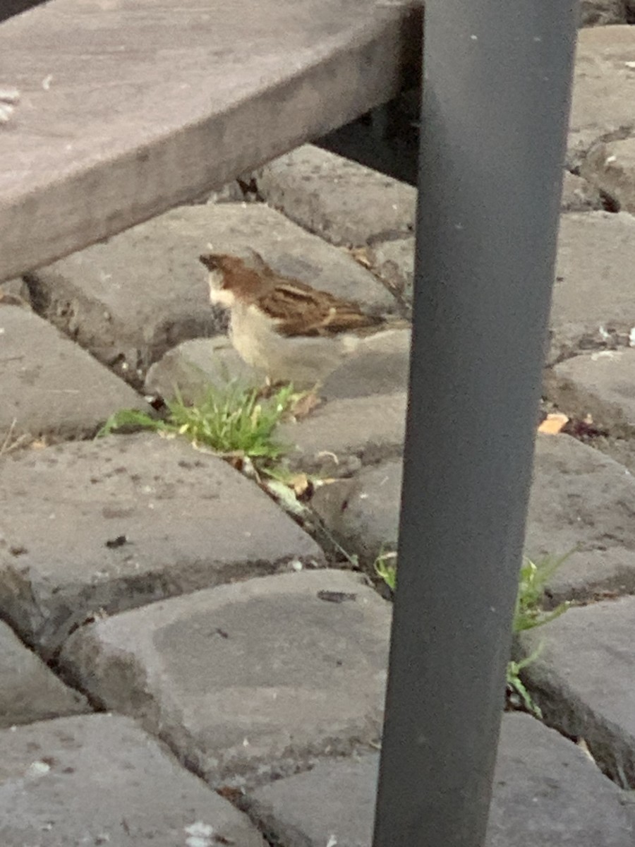 House Sparrow - The Bird kid