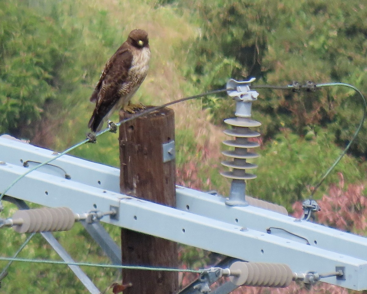 Red-tailed Hawk - greg slak