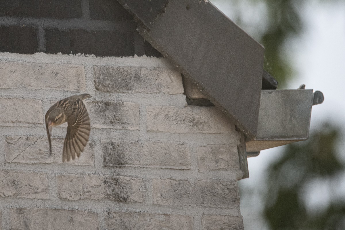 House Sparrow - Guido Van den Troost