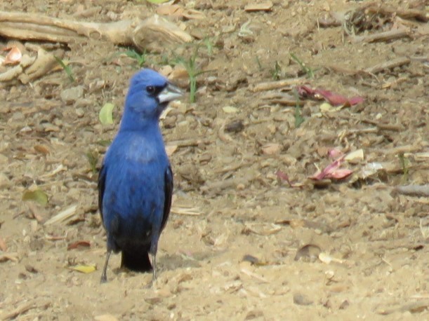 Blue Grosbeak - Tanya Lapierre