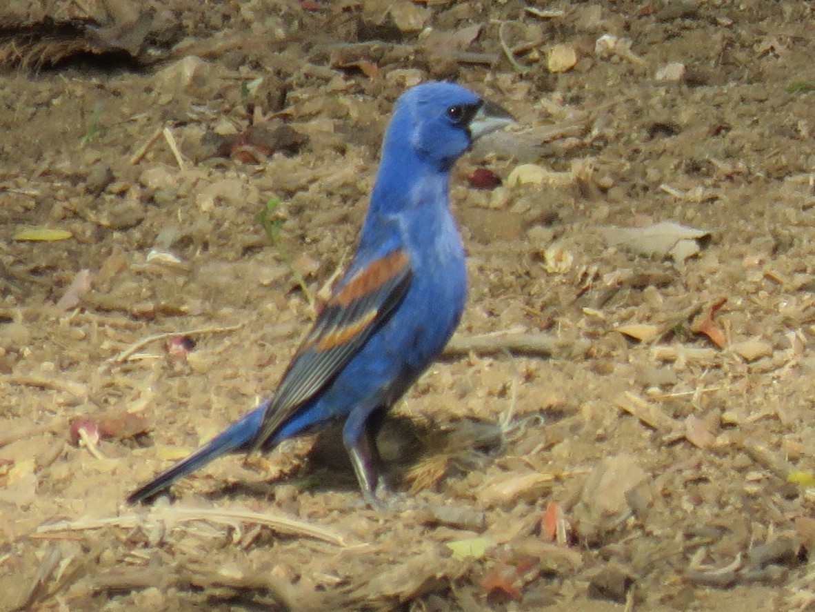 Blue Grosbeak - Tanya Lapierre