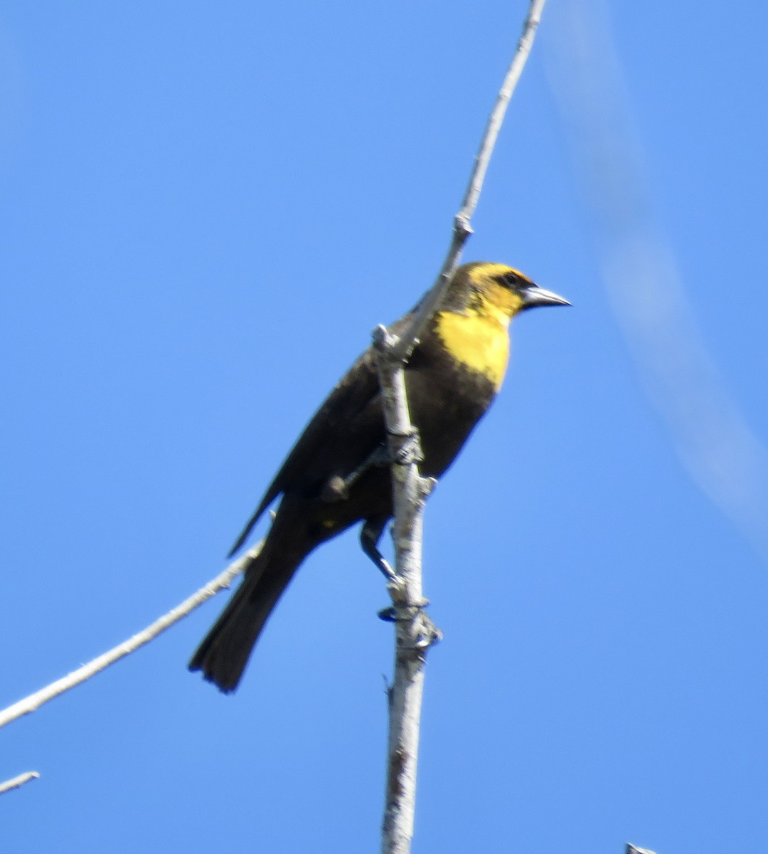 Yellow-headed Blackbird - Jennifer Cole