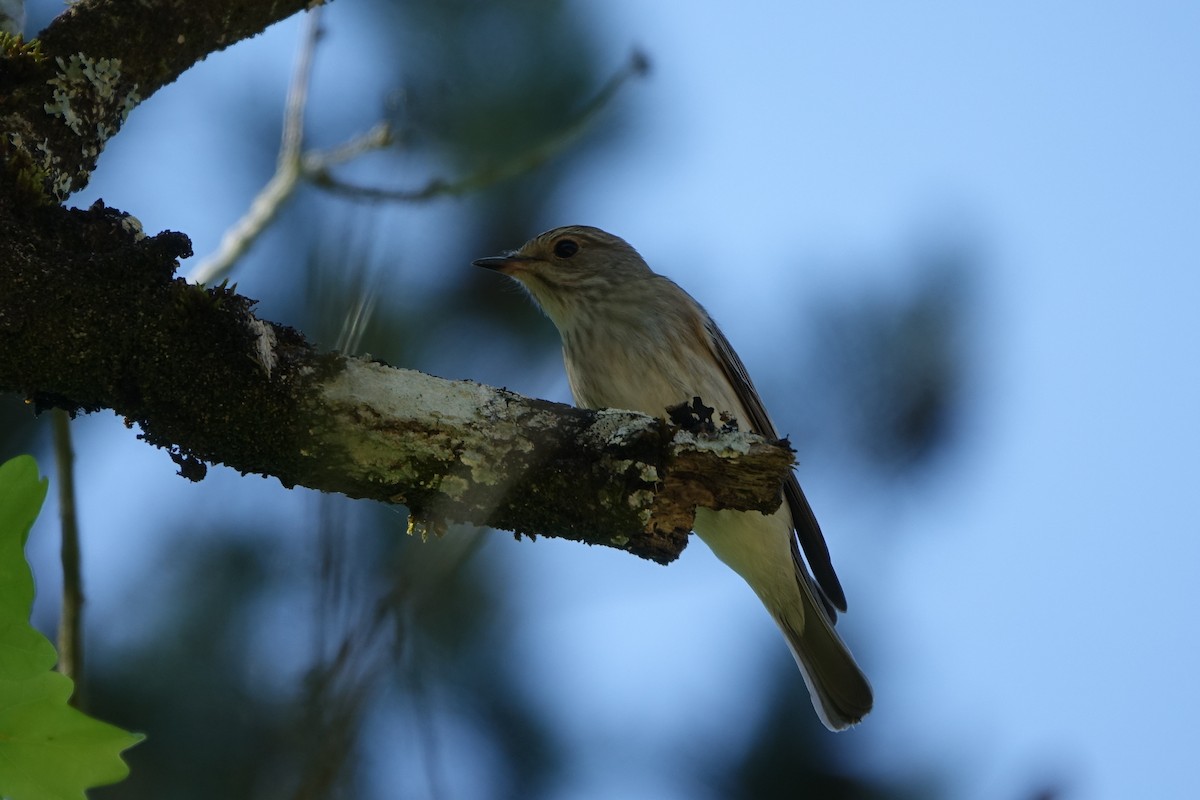 Spotted Flycatcher - Bernard Varesi