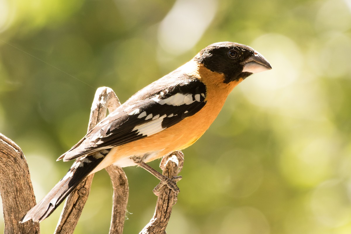 Black-headed Grosbeak - Lori Buhlman