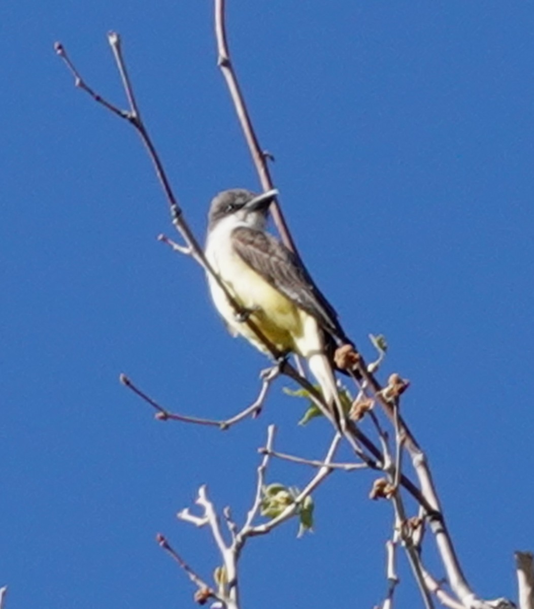 Dickschnabel-Königstyrann - ML618830137