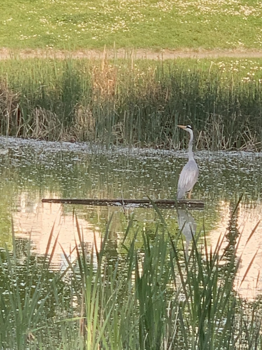 Gray Heron - The Bird kid