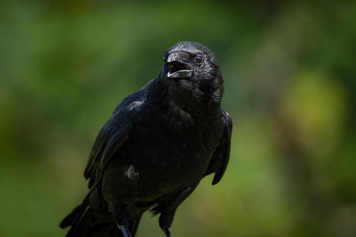 Carrion Crow - Guido Van den Troost