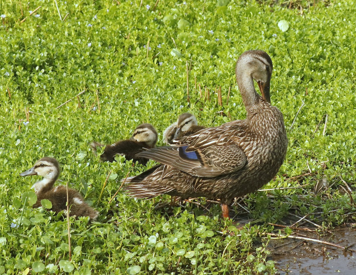 Mottled Duck - Linda  Fell