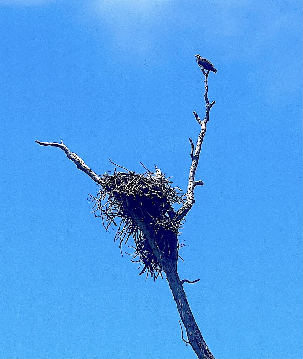 Osprey - jim collatz