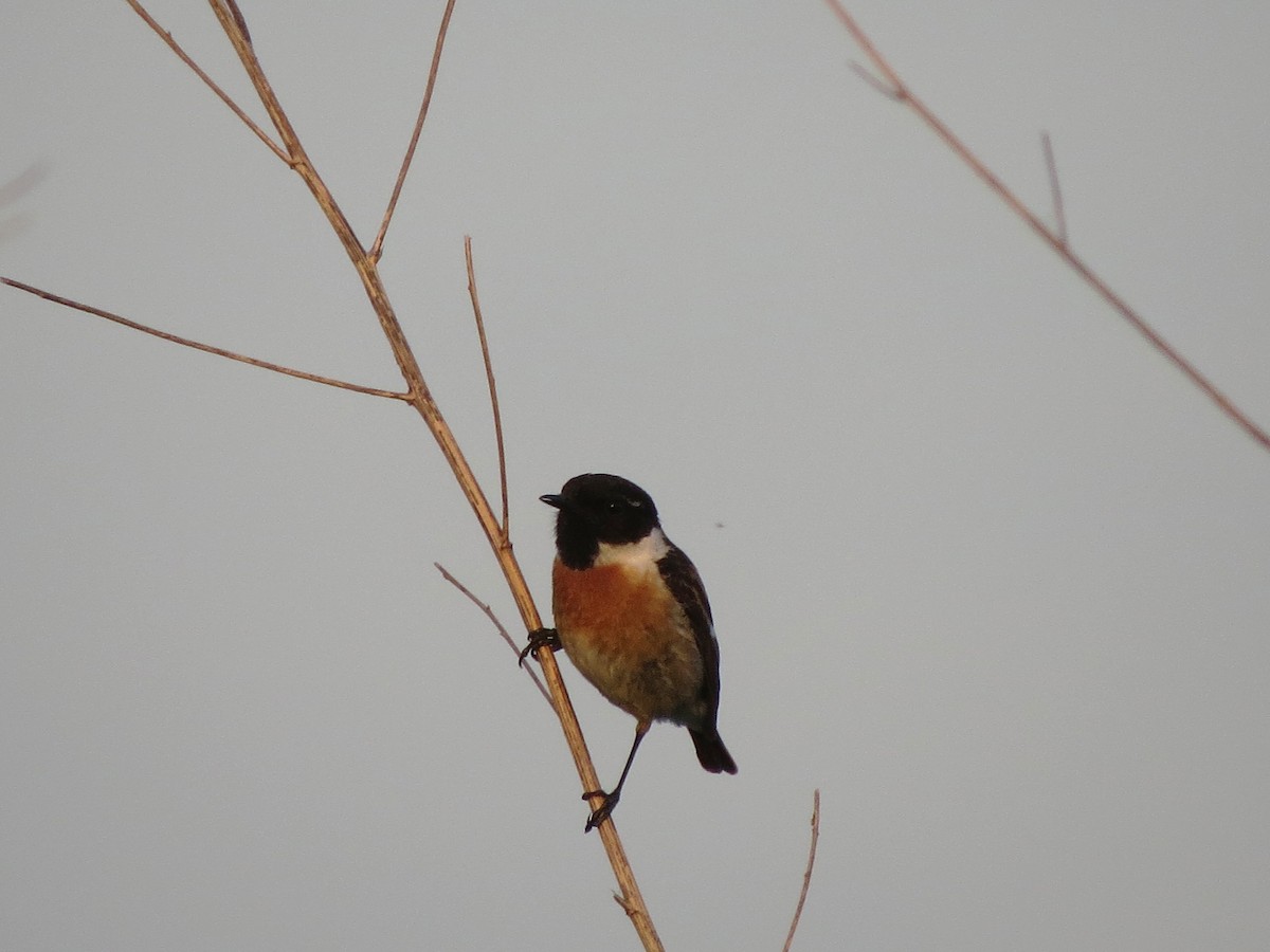 European Stonechat - Dirk von Werne