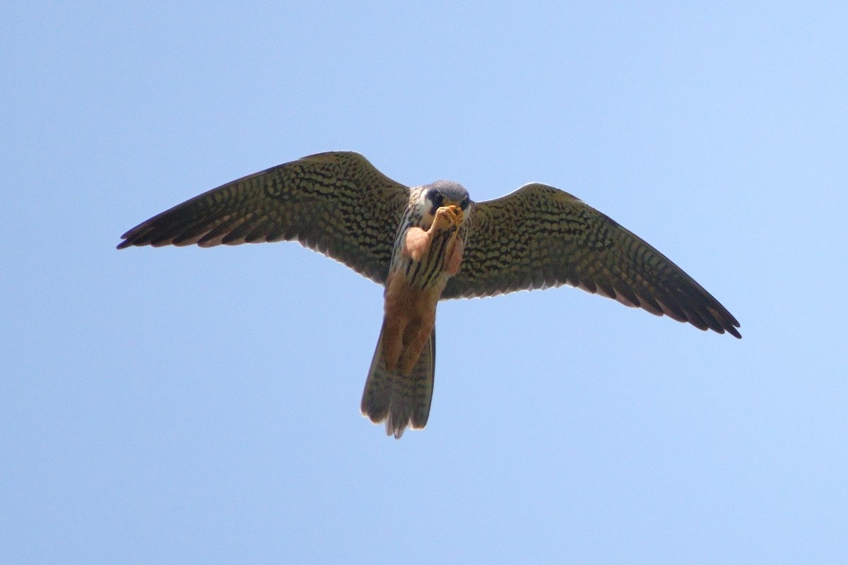 Eurasian Hobby - Jim Jewson