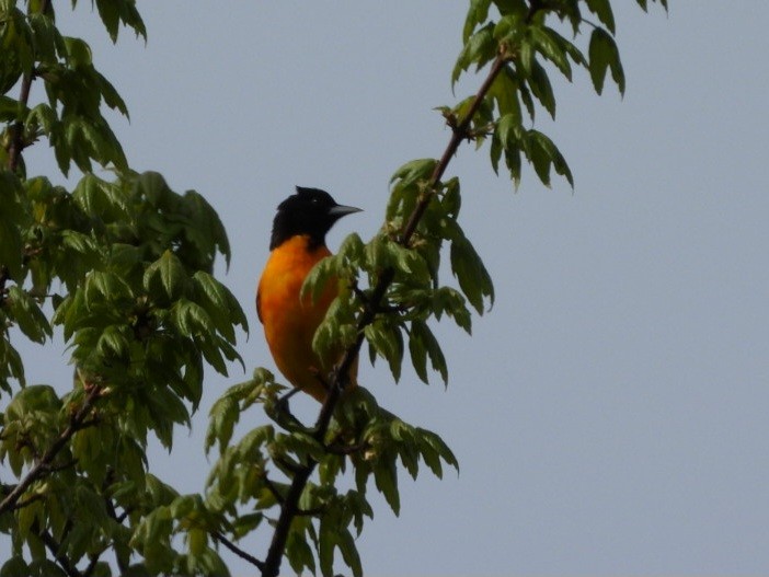 Baltimore Oriole - Cliff Dekdebrun