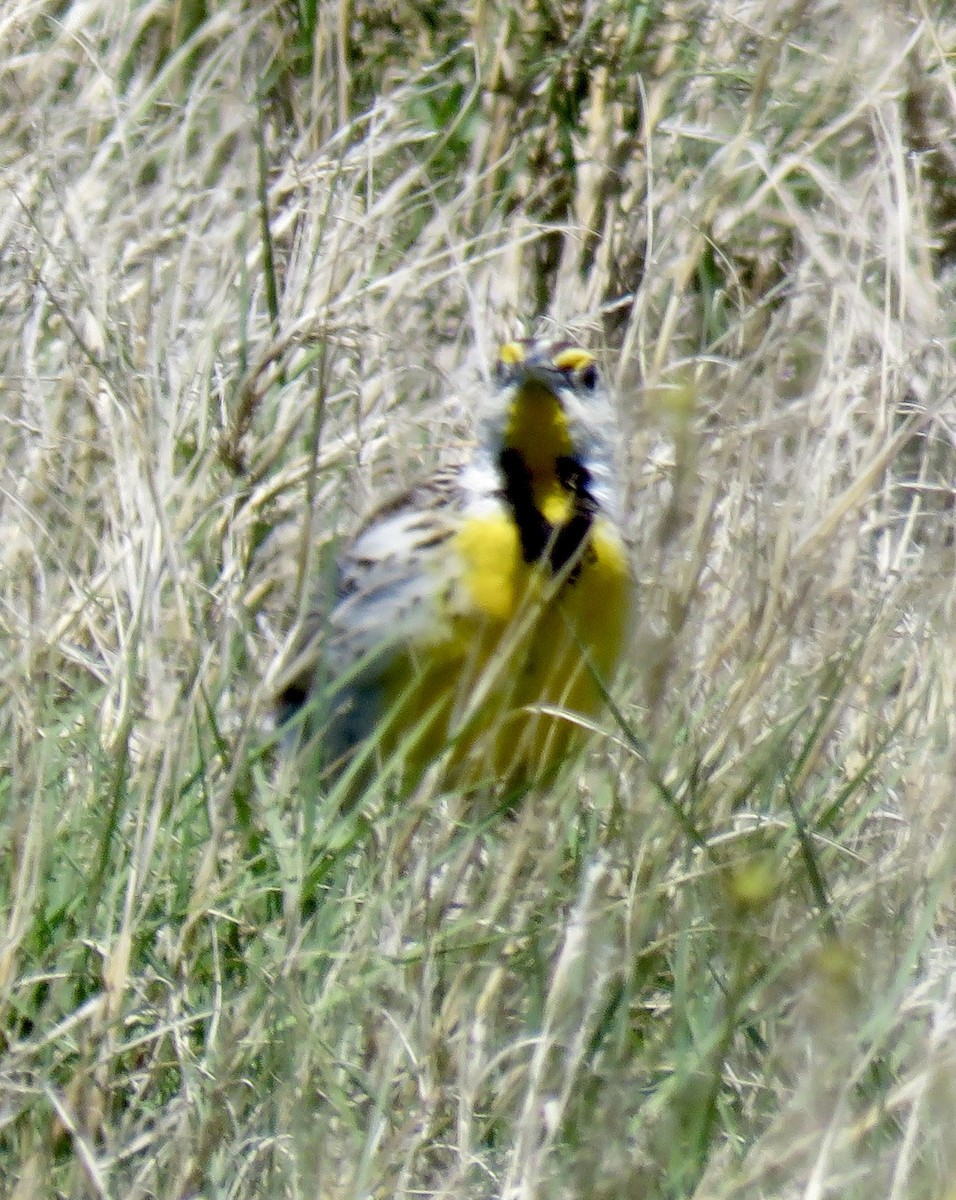 Chihuahuan Meadowlark - Jennifer Cole