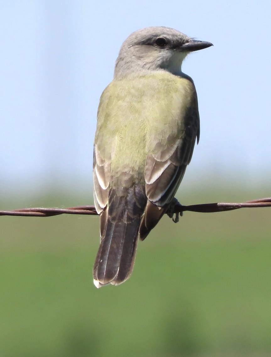 Western Kingbird - Micky Louis