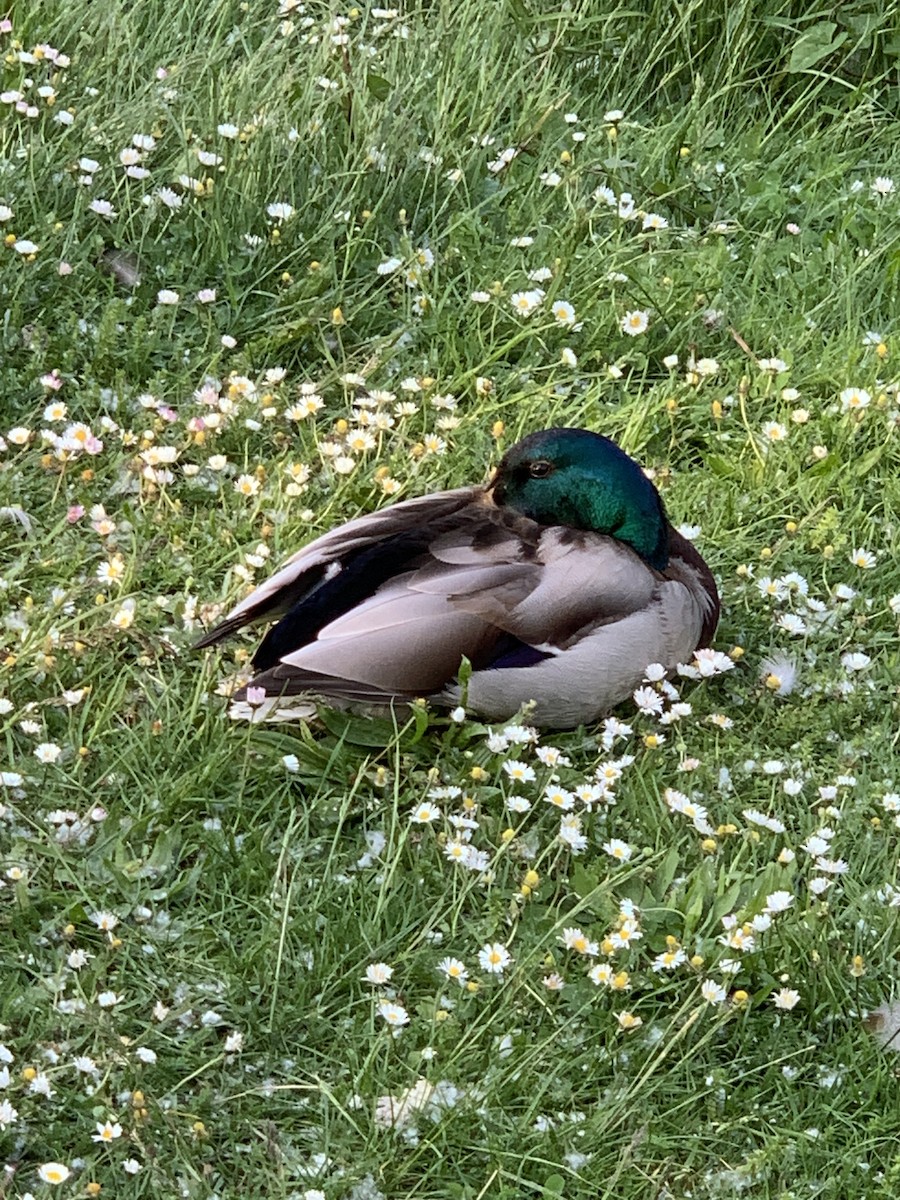 Mallard - The Bird kid