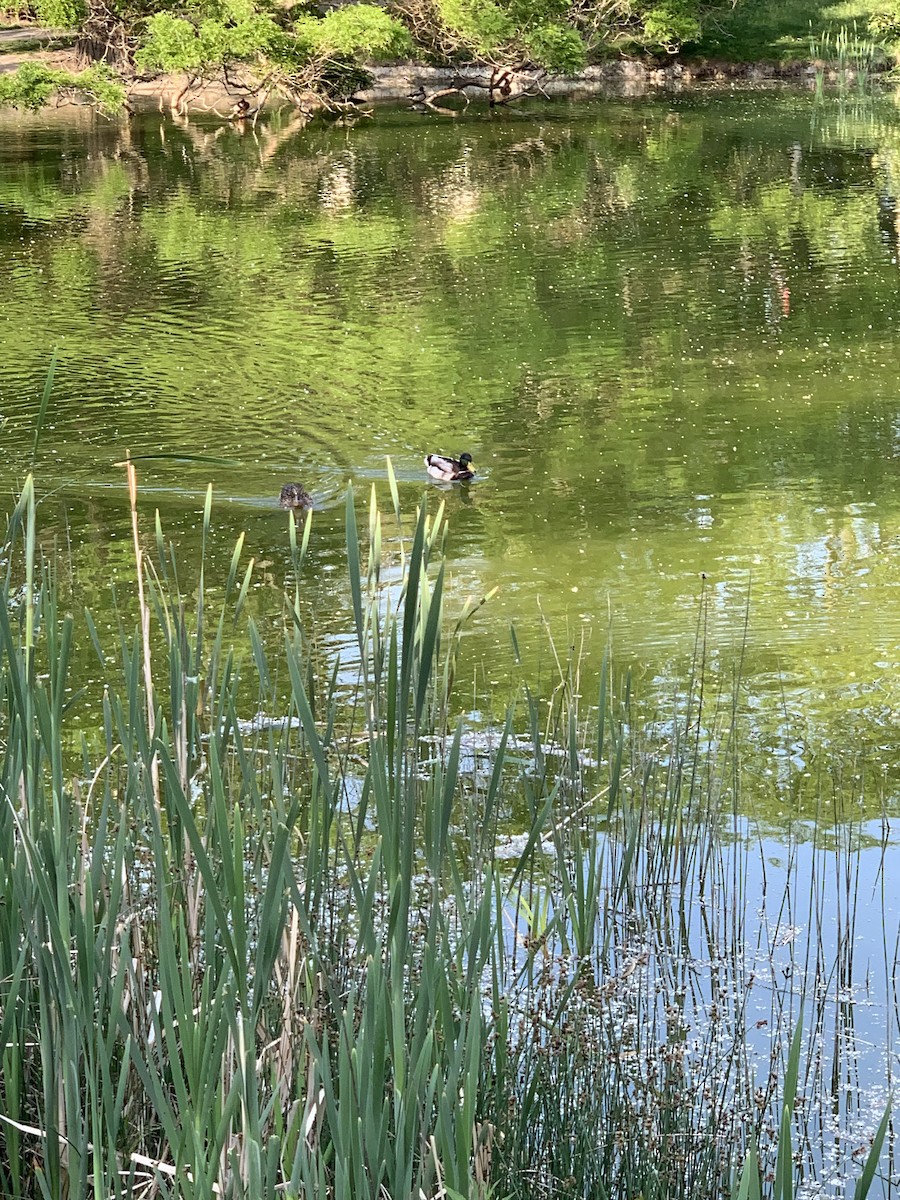 Mallard - The Bird kid