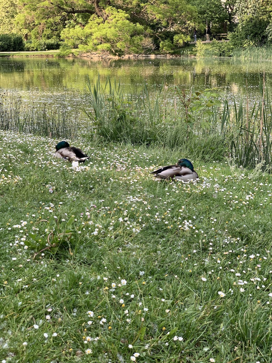 Mallard - Danton Quandus