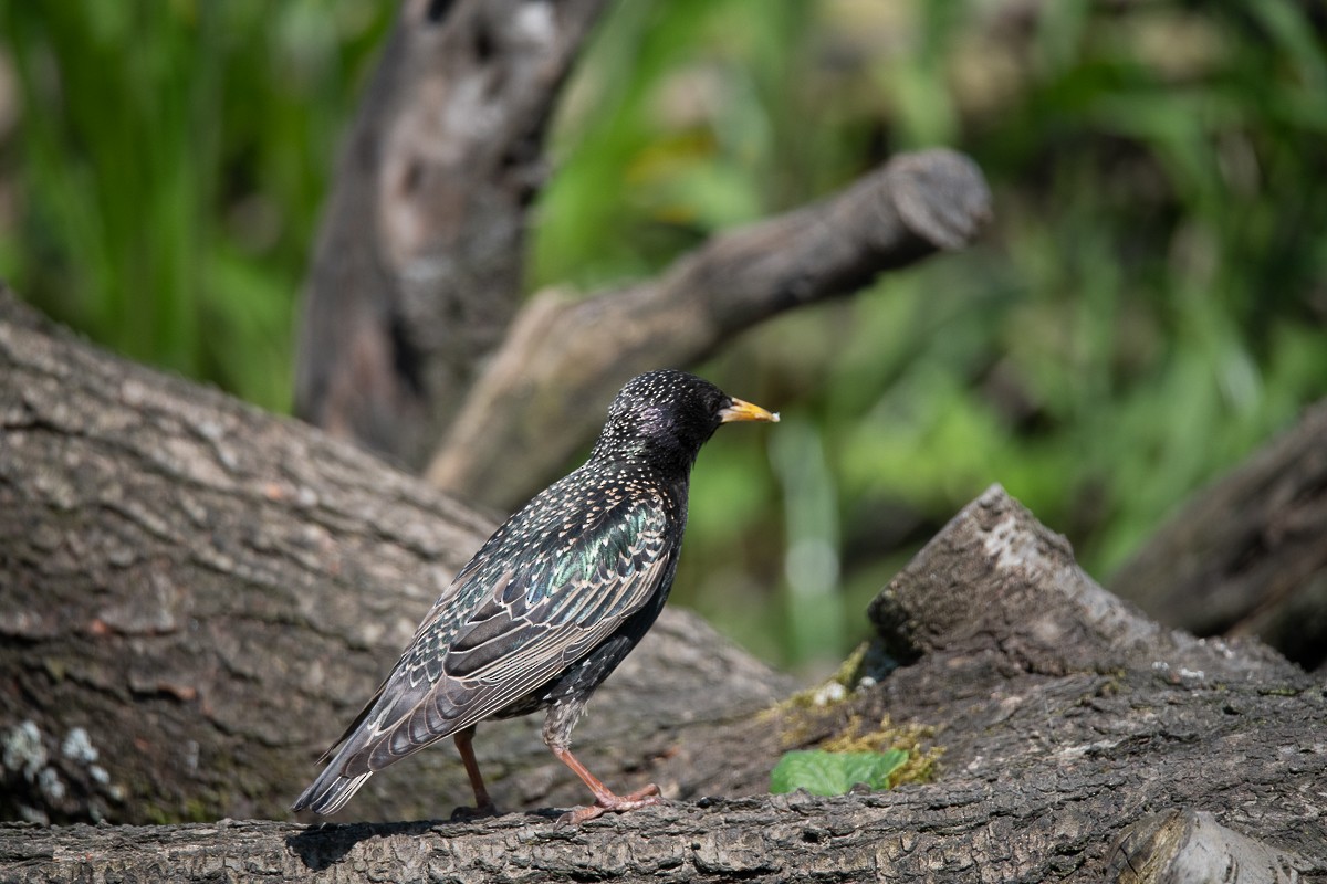 European Starling - Guido Van den Troost