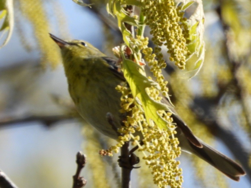 Pine Warbler - Cliff Dekdebrun