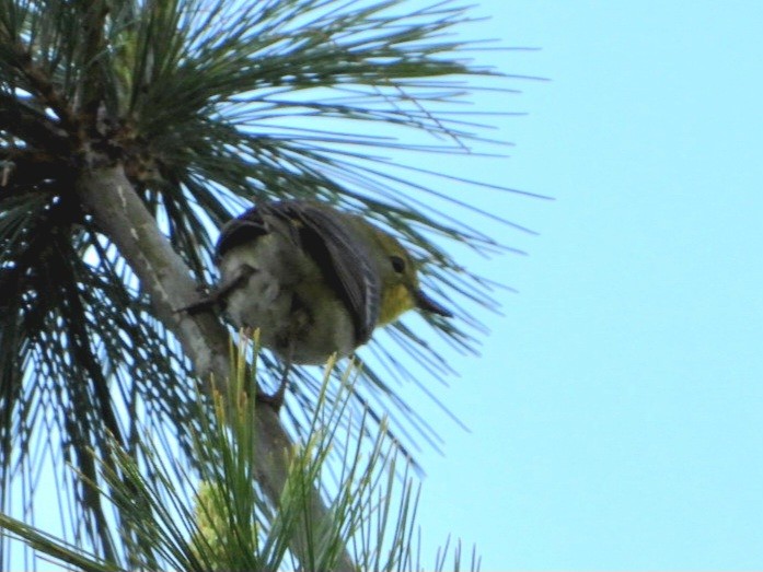 Pine Warbler - Cliff Dekdebrun