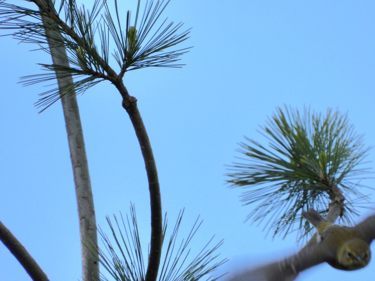 Pine Warbler - Cliff Dekdebrun