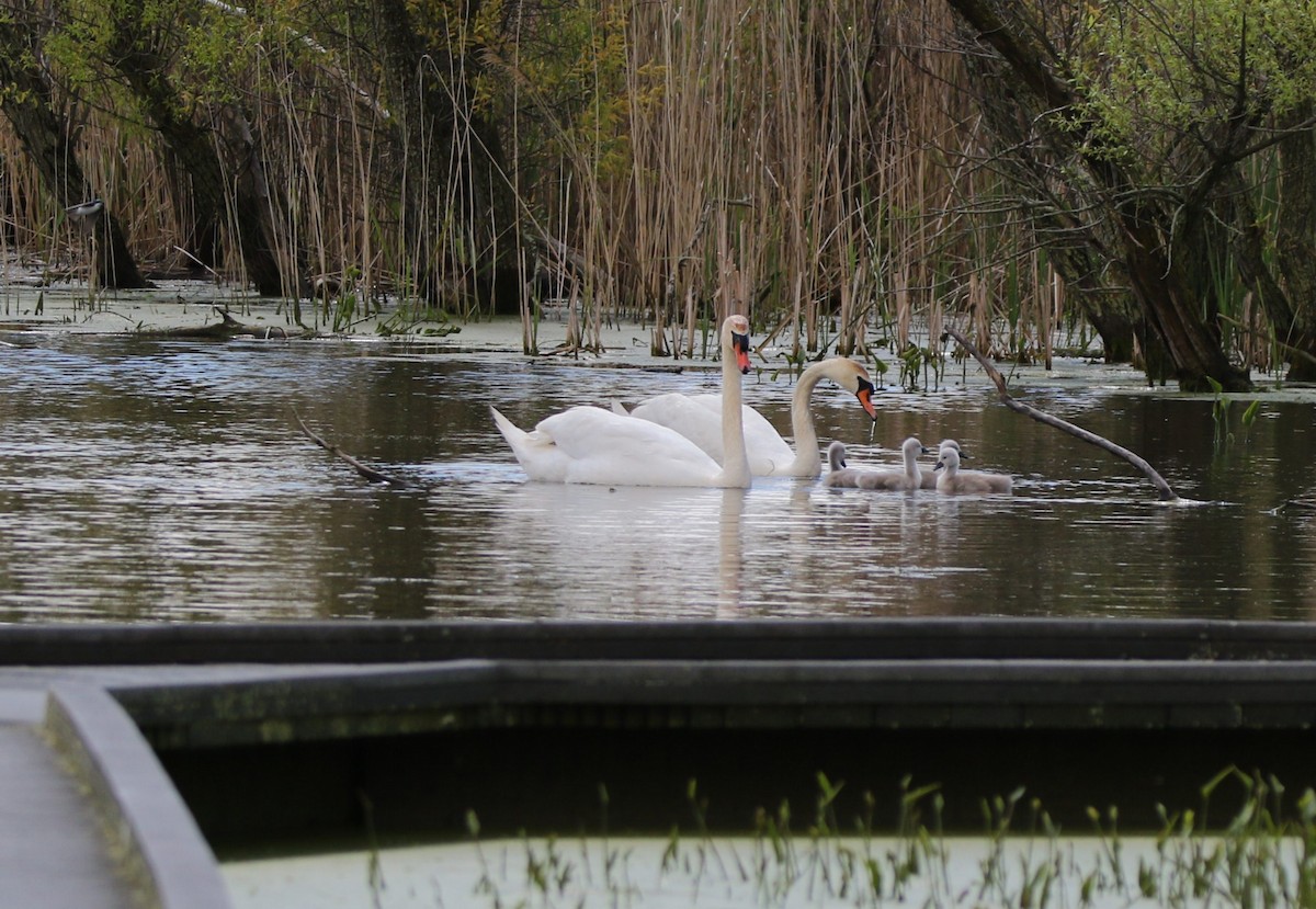 Mute Swan - Marie-Josee D'Amour