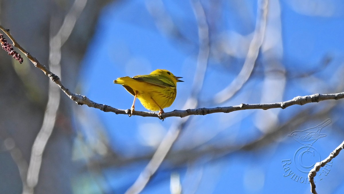 Yellow Warbler - Raymond Paris