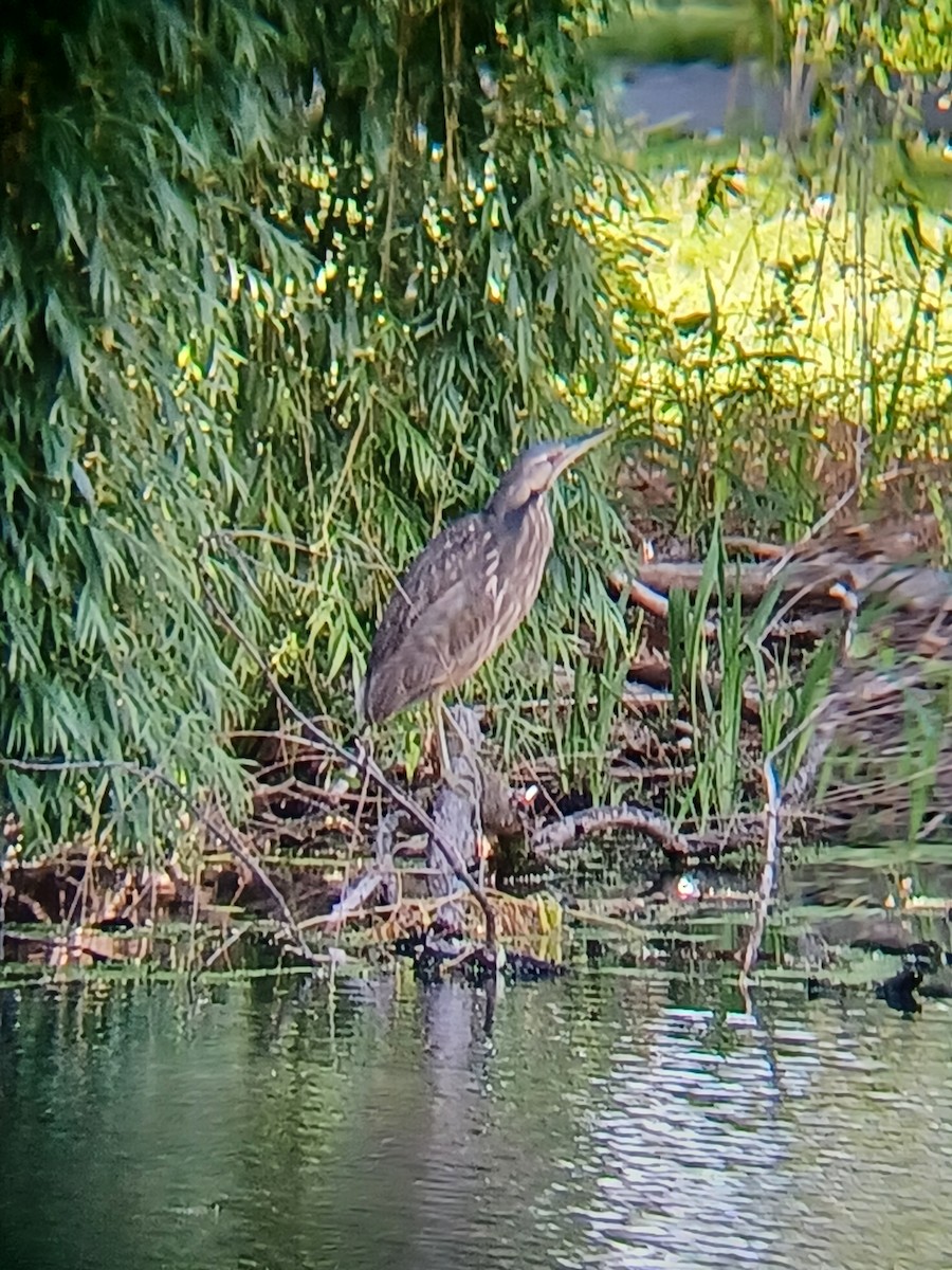 heron sp. - ML618830204