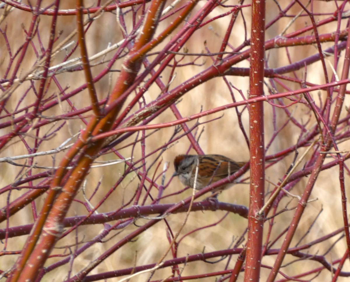 Swamp Sparrow - Claude Deschênes