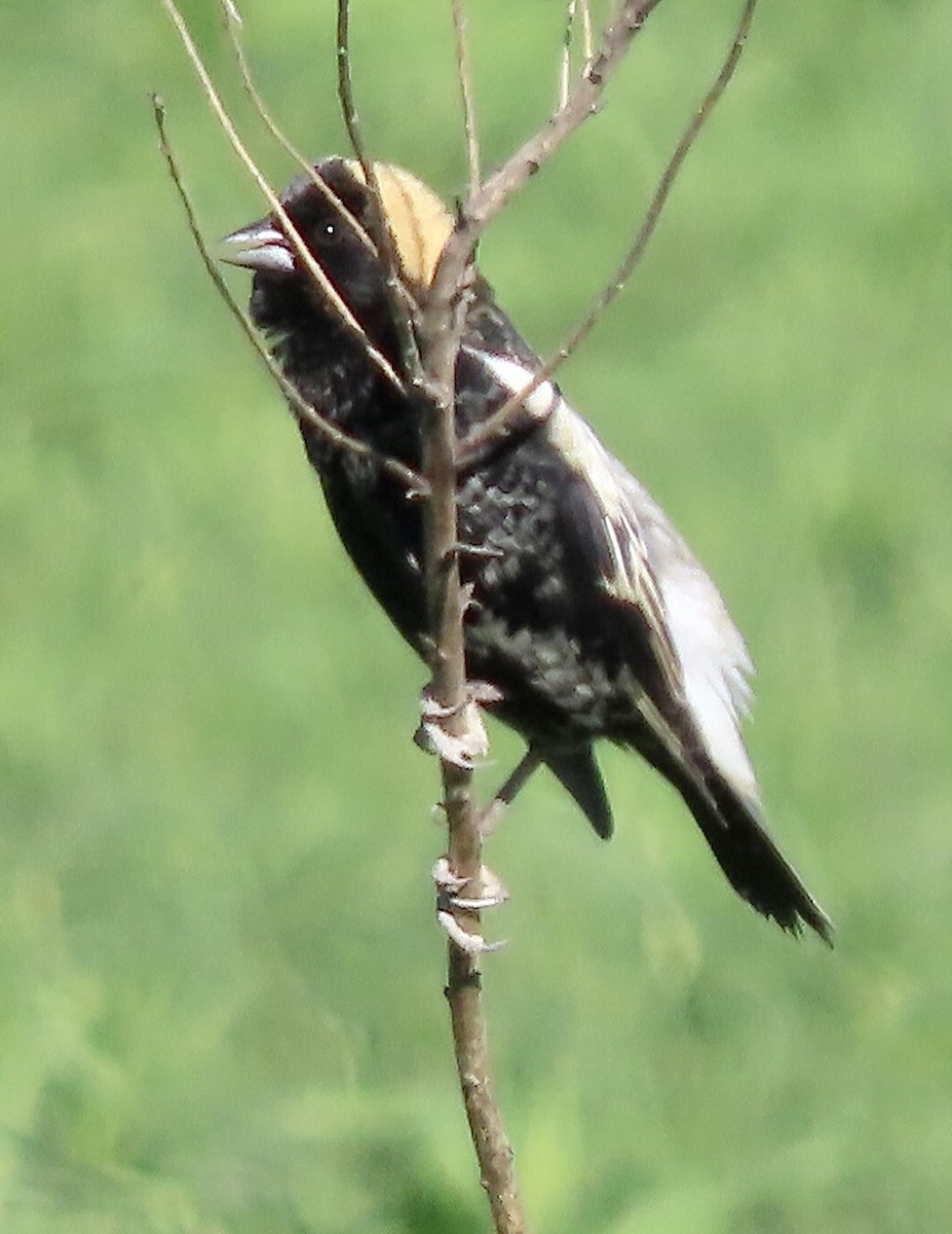 Bobolink - Micky Louis