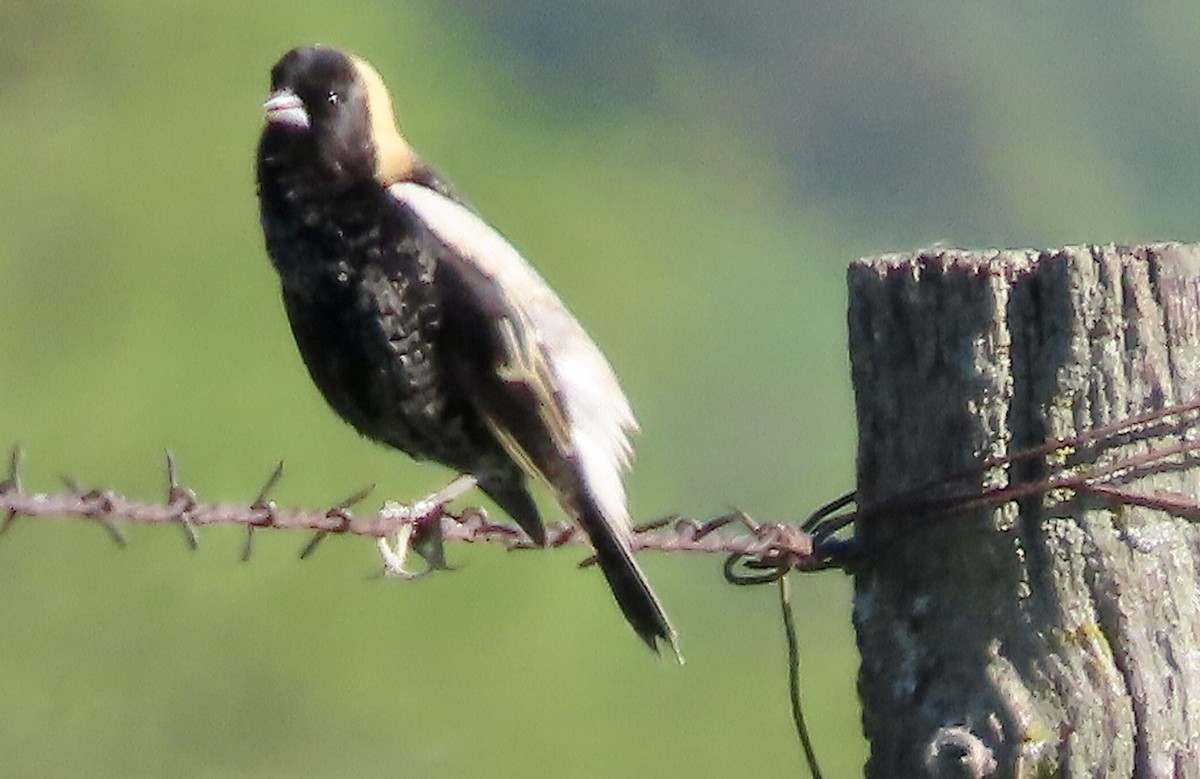 Bobolink - ML618830223